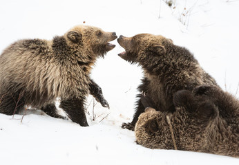 Grizzly bear cubs in the winter © Jillian