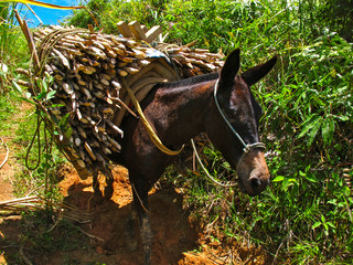 mule carrying a load of sugar cane in colombia