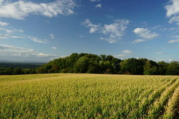 green field and blue sky