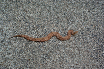 Copperhead on Road