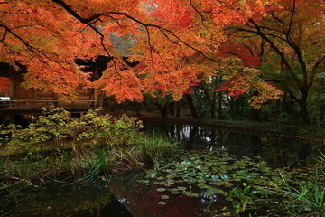 世界遺産　紅葉の中尊寺