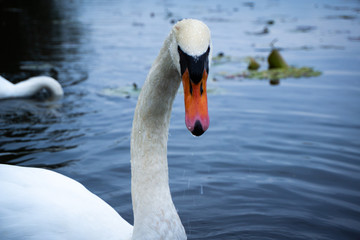 swan on the lake