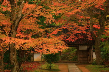 世界遺産　紅葉の中尊寺