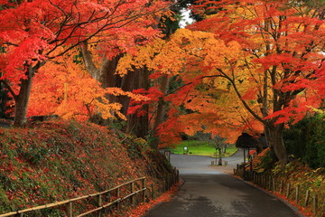 世界遺産　紅葉の中尊寺