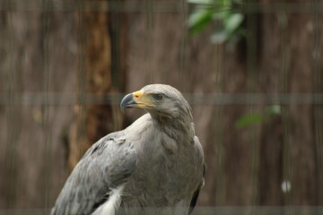 portrait of an eagle