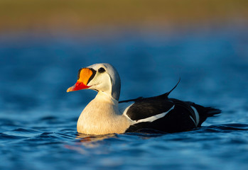 King Eider, Barrow Alaska