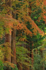 世界遺産　紅葉の中尊寺