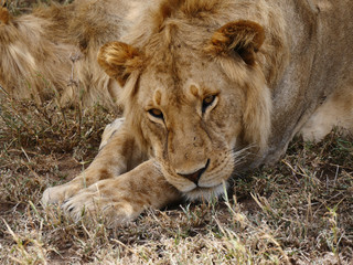 Lions de Tanzanie