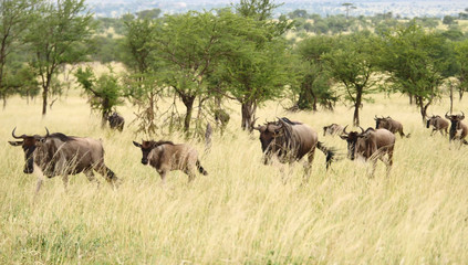 Naklejka premium plaines d'Afrique
