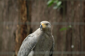 bird of prey