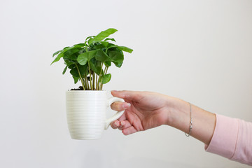 Female hand holds a white cup with green plant on a white background