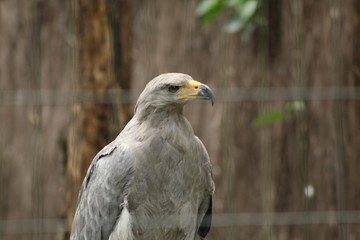 portrait of an eagle