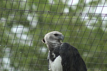 bird of prey