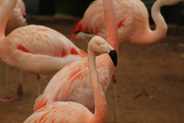 group of flamingos