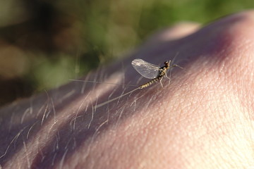 Closeup of mayfly on hand