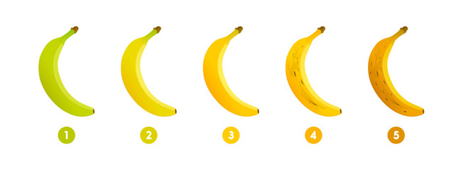 Obraz na płótnie Canvas Banana ripeness. Stages of growth and ripening of banana fruit. Selection of ripe banana. Vector illustration