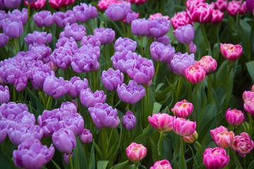 Colorful Tulips in the Park - Spring Landscape.