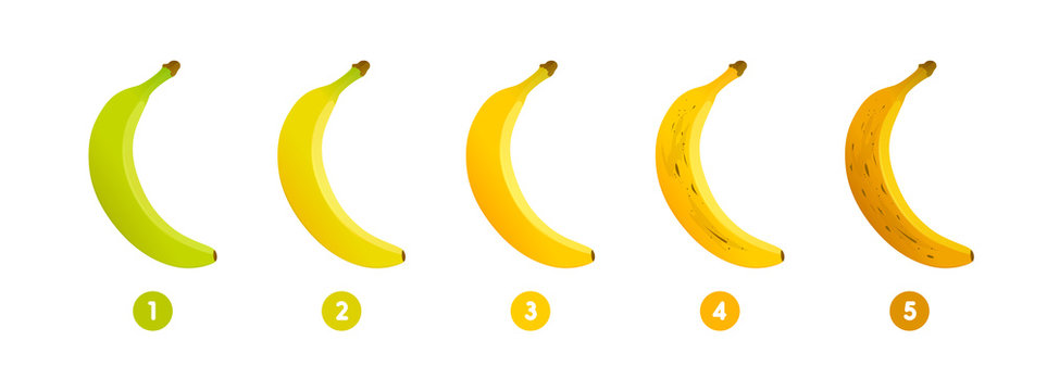 Banana ripeness. Stages of growth and ripening of banana fruit. Selection of ripe banana. Vector illustration
