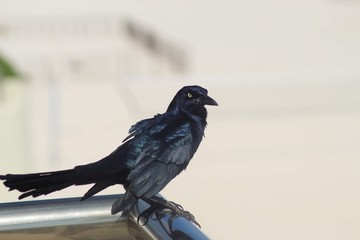 crow on fence