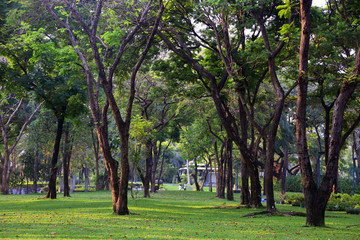 Public park in the big city. Place and outdoors concept. Nature and landscape theme. Bangkok Thailand location.