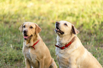 Two Labrador Retrievers sit on the grass in the park.