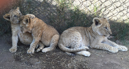 Wildlife