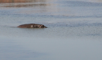Fototapeta premium Wildlife