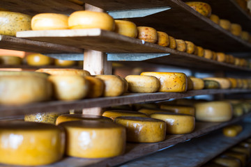 Traditional Dutch Gouda cheese maturing on wooden shelves