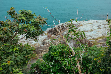 Green leaves in Asian tropical rainforest, Thailand