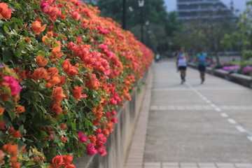 Beautiful flowers and trees located in a garden park in thailand