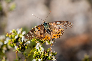 Butterfly On Oregano 14