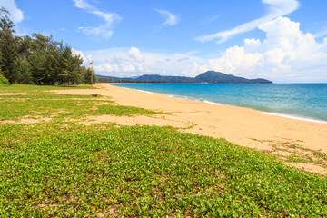 Ipomoea pes-caprae, also known as bayhops, beach morning glory or goat's foot on Mai Khao beach, phuket, Thailand