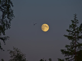 Seagull flying next to golden moon