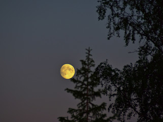 Beautiful moon rising in the night sky
