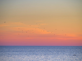 Flock of birds flying over the sea after sunset