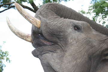 Fototapeta premium Wildlife