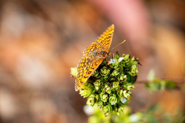 Butterfly On Oregano 11