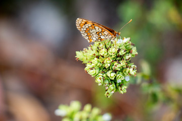 Butterfly On Oregano 9
