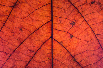 Obraz premium Blattstruktur