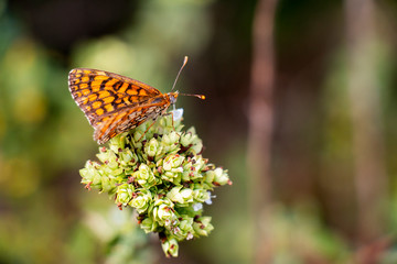 Butterfly On Oregano 7