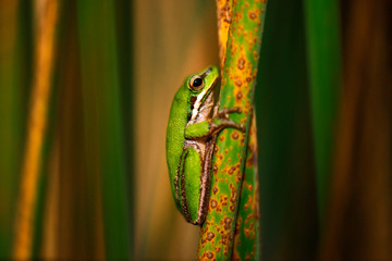 Close up of a Wallum sedge frog also known as a Olongburra frog.