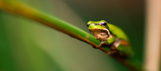Close up of a Wallum sedge frog also known as a Olongburra frog.