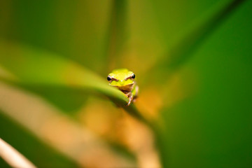Close up of a Wallum sedge frog also known as a Olongburra frog.