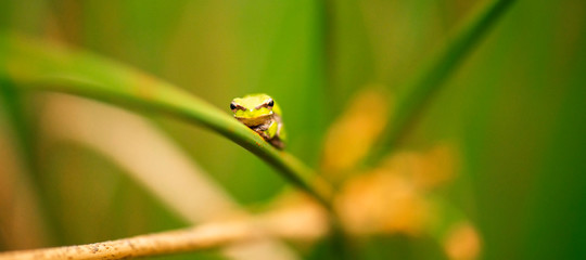 Close up of a Wallum sedge frog also known as a Olongburra frog.