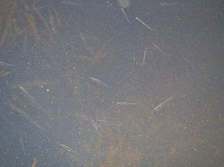 Fish swimming in eutrophic water filled with algae and vegetation