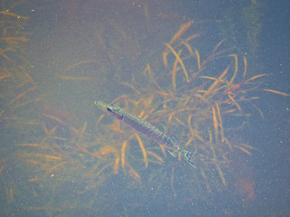 Fish swimming in eutrophic water filled with algae and vegetation