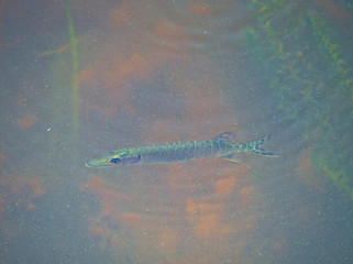 Fish swimming in eutrophic water filled with algae and vegetation