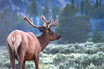 In velvet, a White Tailed Deer grazes the landscape.