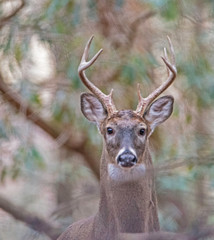 White Tailed Deer head shot in Cades Cove.