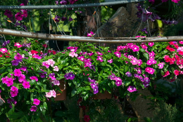Flowers in hanging pots in flowers shop